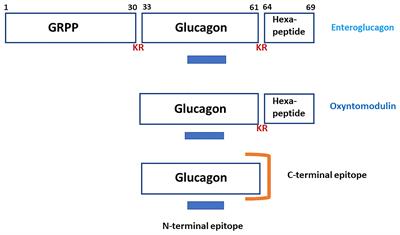 The Enigmatic N-Terminal Domain of Proglucagon; A Historical Perspective